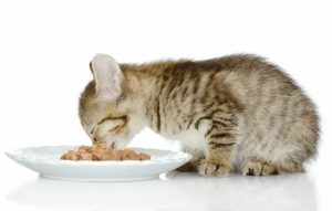 Питание вашего питомца в надежных руках: обзор автоматической кормушки Petkit Fresh Element 3.3L