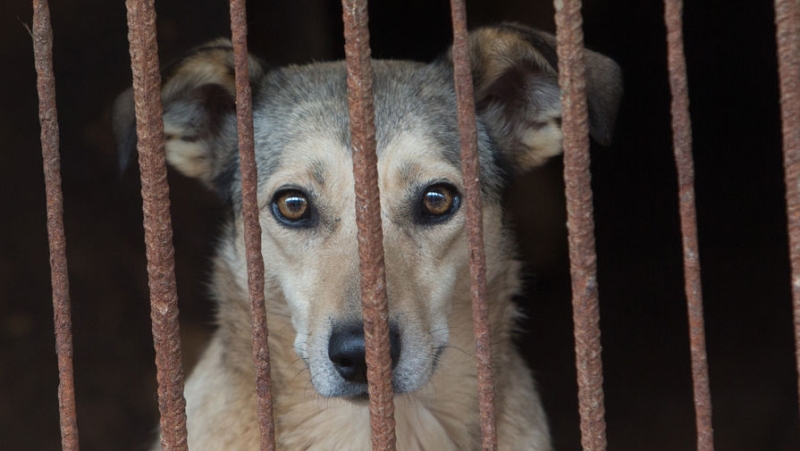 Депутаты предложили запретить подкармливать бездомных животных и расширить основания для их усыпления