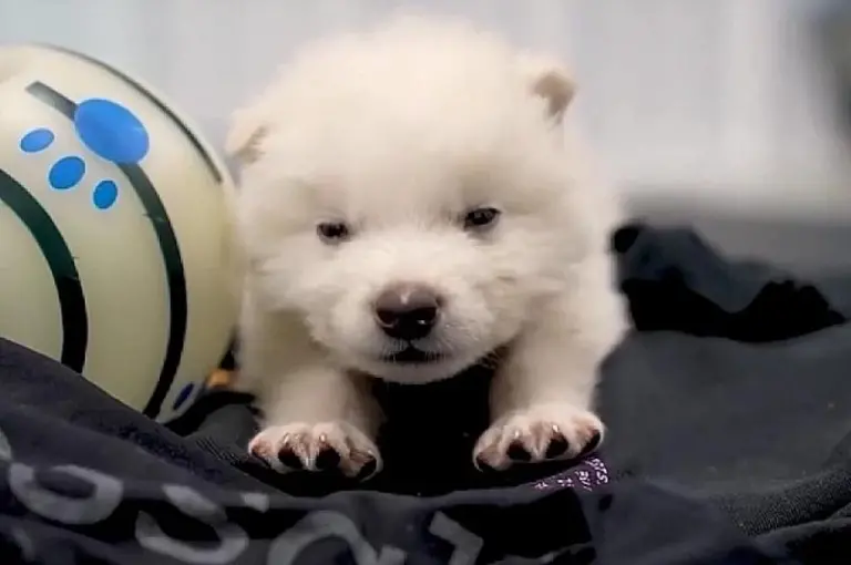 Прорыв или шоу? В США возродили «лютоволка», но к нему есть вопросы