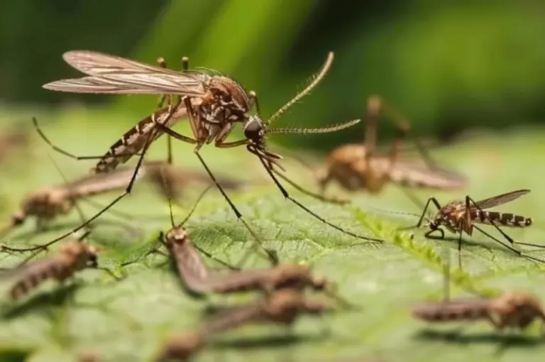 Ученые впервые обнаружили комаров в Исландии