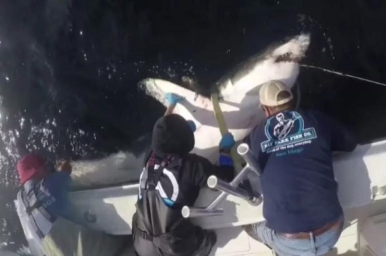 В США возле популярного пляжа обнаружили 700-килограммовую акулу